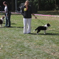 honden foto 