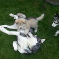 honden foto 