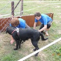 honden foto dogsurvival