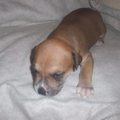 honden foto onze pup chancey