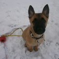 honden foto Nuka 7,5 week oud