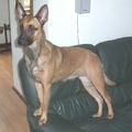 honden foto Danique