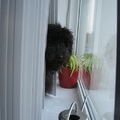 honden foto Brandy onze Australische Labradoodle
is ontzettend nieuwsgierig.