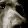 honden foto 