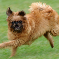 honden foto Griffonnetjesdag 2013