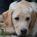 honden foto 