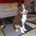 honden foto Ivy 13 weken