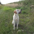 honden foto 