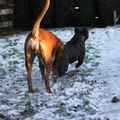 honden foto 