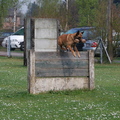 honden foto 