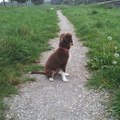 honden foto Ivy 14 weken