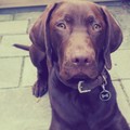 honden foto 