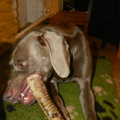 honden foto 