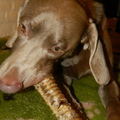honden foto 