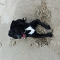 honden foto 