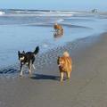 honden foto De Finse Spits En de Laplandse herdershond , 2 Finse rassen.
Heerlijk aan het rennen op het strand.
Pyry , de Finse Spits is 12 jaar en nog super actief.
of storm valley.

groetjes

Maja