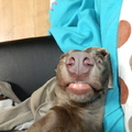 honden foto Lekker ding!
