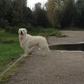 honden foto 
