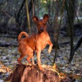 honden foto 