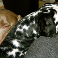 honden foto Knuffel-tijd