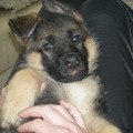 honden foto 