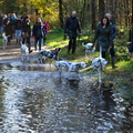honden foto Dalmatiër wandeling 10 november 2013