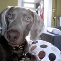 honden foto Kiwaq halsband