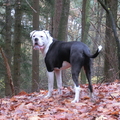 honden foto 