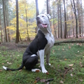 honden foto 
