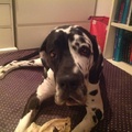 honden foto 