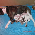 honden foto 