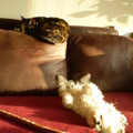 honden foto Mijn 2 kanjers, in diepe rust

Chicka en Luna