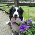 honden foto 