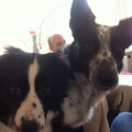 honden foto 