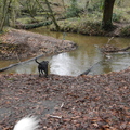 honden foto HP wandeling 8 december 