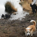 honden foto 