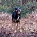 honden foto Vino, HP wandeling Esbeek 8 december 2013