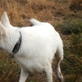 honden foto 