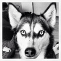 honden foto Sky 5 jaar