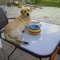 honden foto 