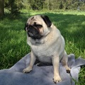 honden foto Fred aan de picnic
