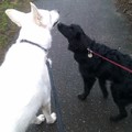 honden foto 