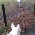 honden foto 