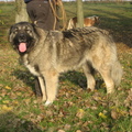 honden foto Hajna Mar-Jak (moeder Fooshca)