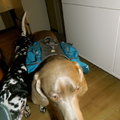 honden foto Ruffwear rugzak