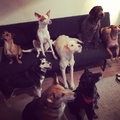 honden foto Kerstborrel met hondenvrienden!