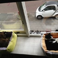 honden foto Samen slapen