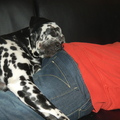 honden foto 