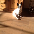 honden foto 