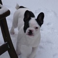honden foto Eerste sneeuw - Gwen 5 maanden